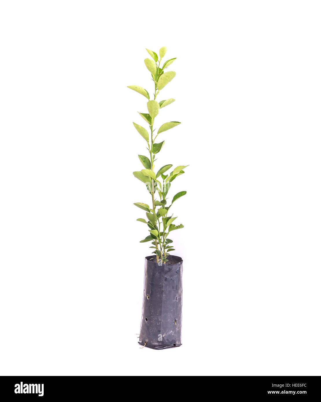 Nahaufnahme junge grüne Zitronenbaum in Plastiktüte isoliert auf weißem Hintergrund Stockfoto