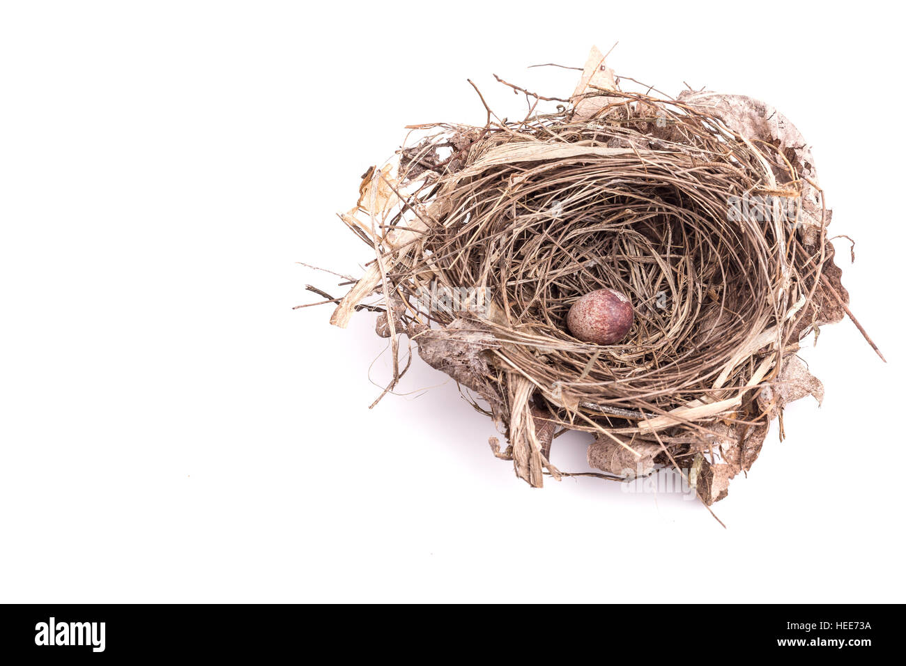Nahaufnahme der alten Vogelnest mit einem Ei isoliert auf weißem Hintergrund Stockfoto