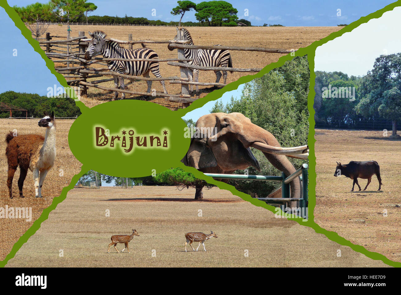 Brijuni Nationalpark Safari Collage, Isria, Kroatien Stockfoto