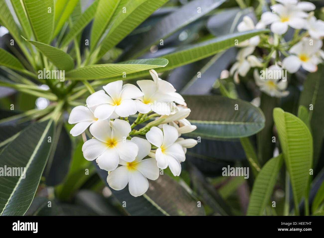 Fleurs Plumeria En Bois Blanc – Découpes Déco Laser – Fabriqué En Allemagne – Choix De Tailles