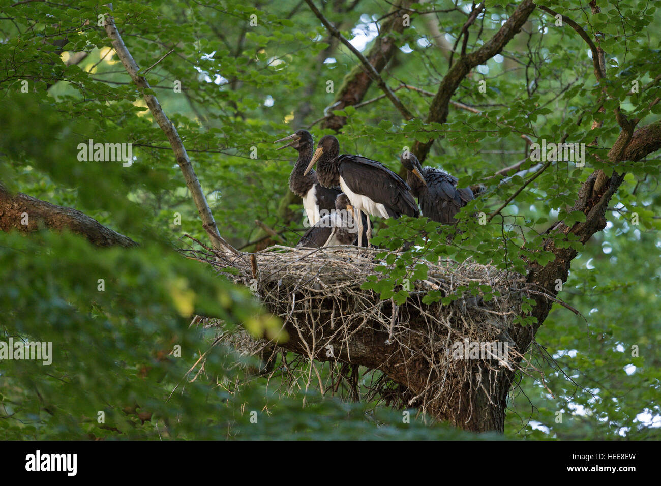 Schwarze Störche (Ciconia Nigra), nachkommen, Küken im Nest, hoch oben in einer alten Buche, vier Erwachsene Geschwister nisten. Stockfoto