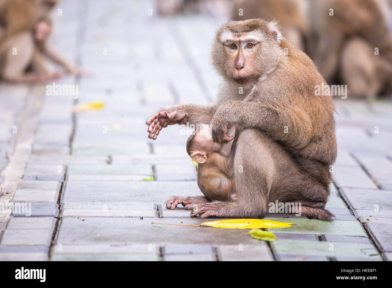 Mutter Affe mit Baby Affen in der Natur von Thailand Stockfoto