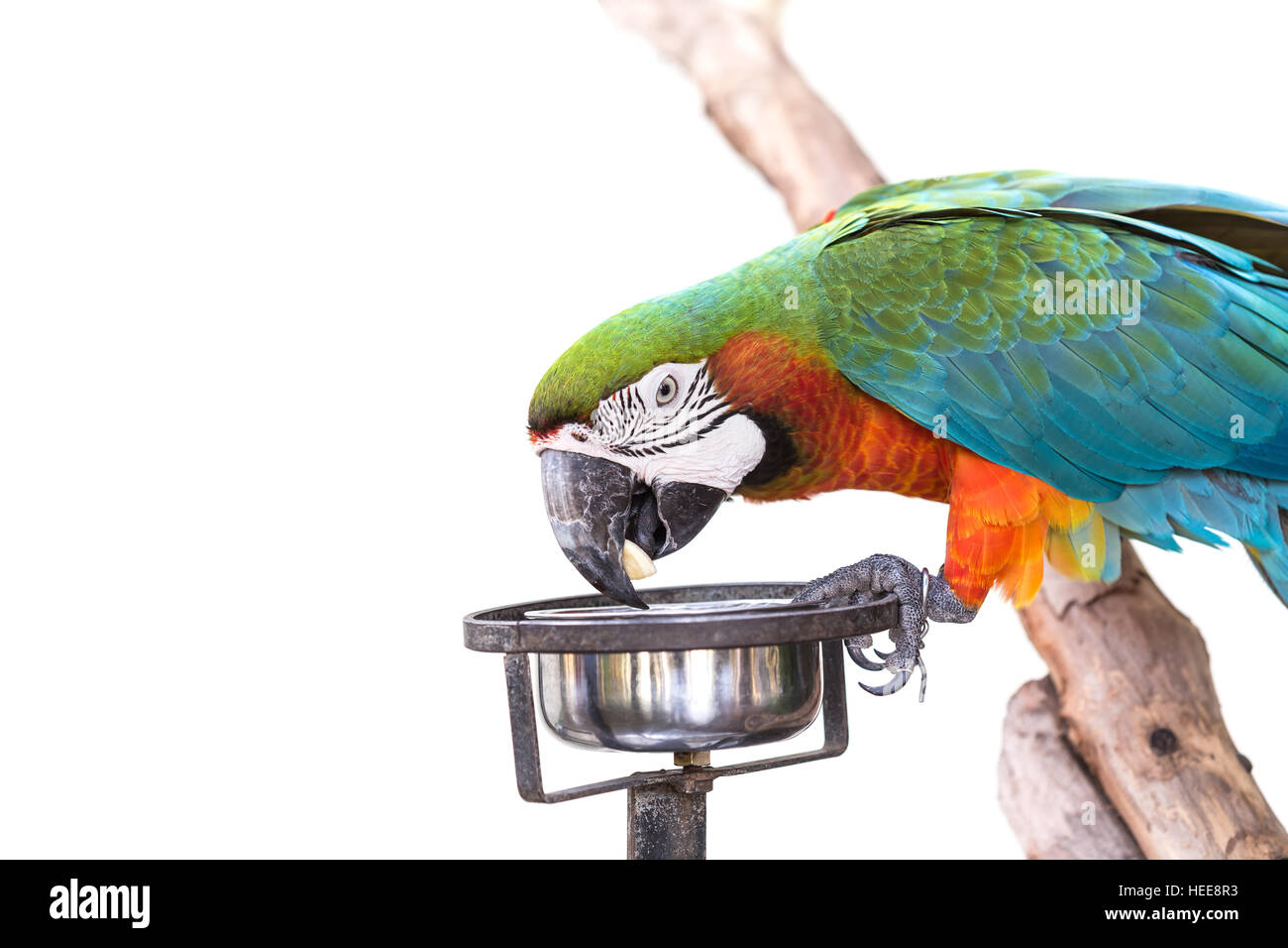 Nahaufnahme der bunte Papagei Ara isoliert auf weißem Hintergrund Stockfoto