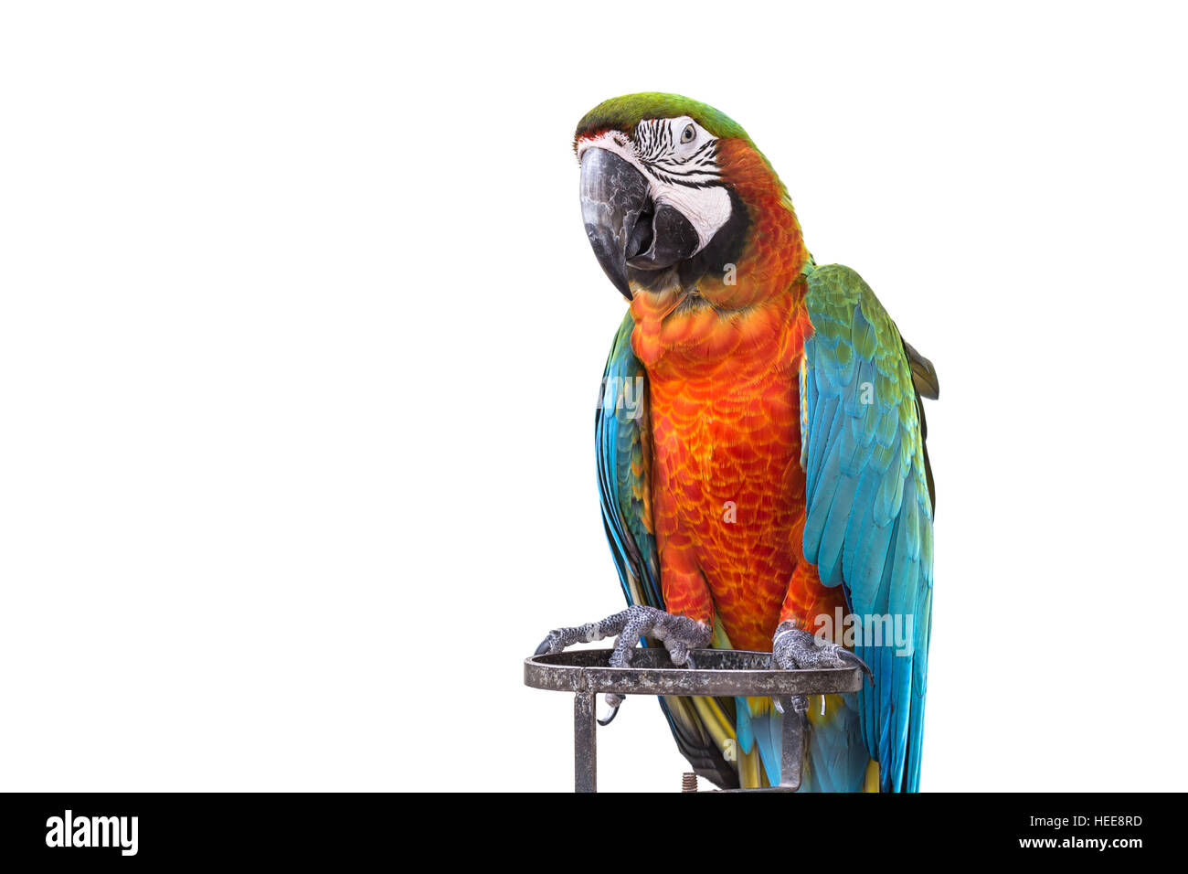 Nahaufnahme der bunte Papagei Ara isoliert auf weißem Hintergrund Stockfoto