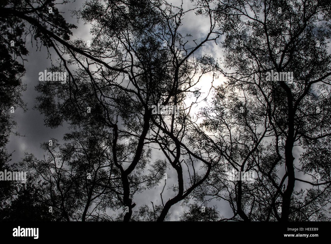Silhouette der Bäume, Blätter und Zweige gegen den bewölkten Himmel Stockfoto
