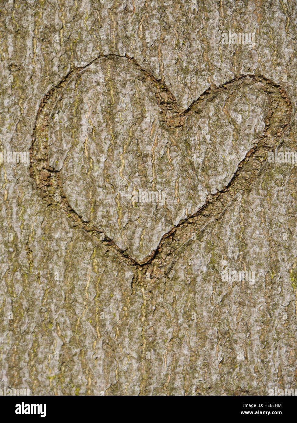 Herz im Baumstamm geschnitzt Stockfoto