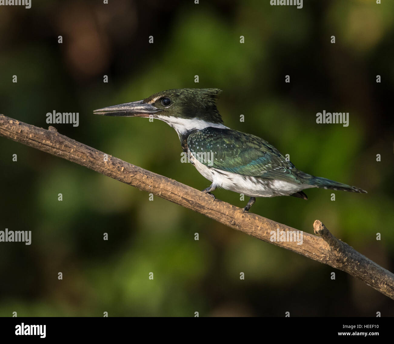 Weibliche grün Kingfisher (Chloroceryle Americana) thront Stockfoto