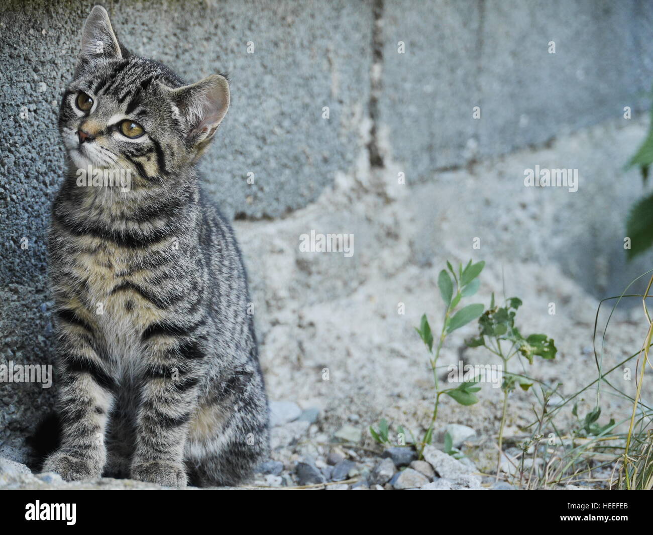 Neugierig nette lustige Katze Stockfoto