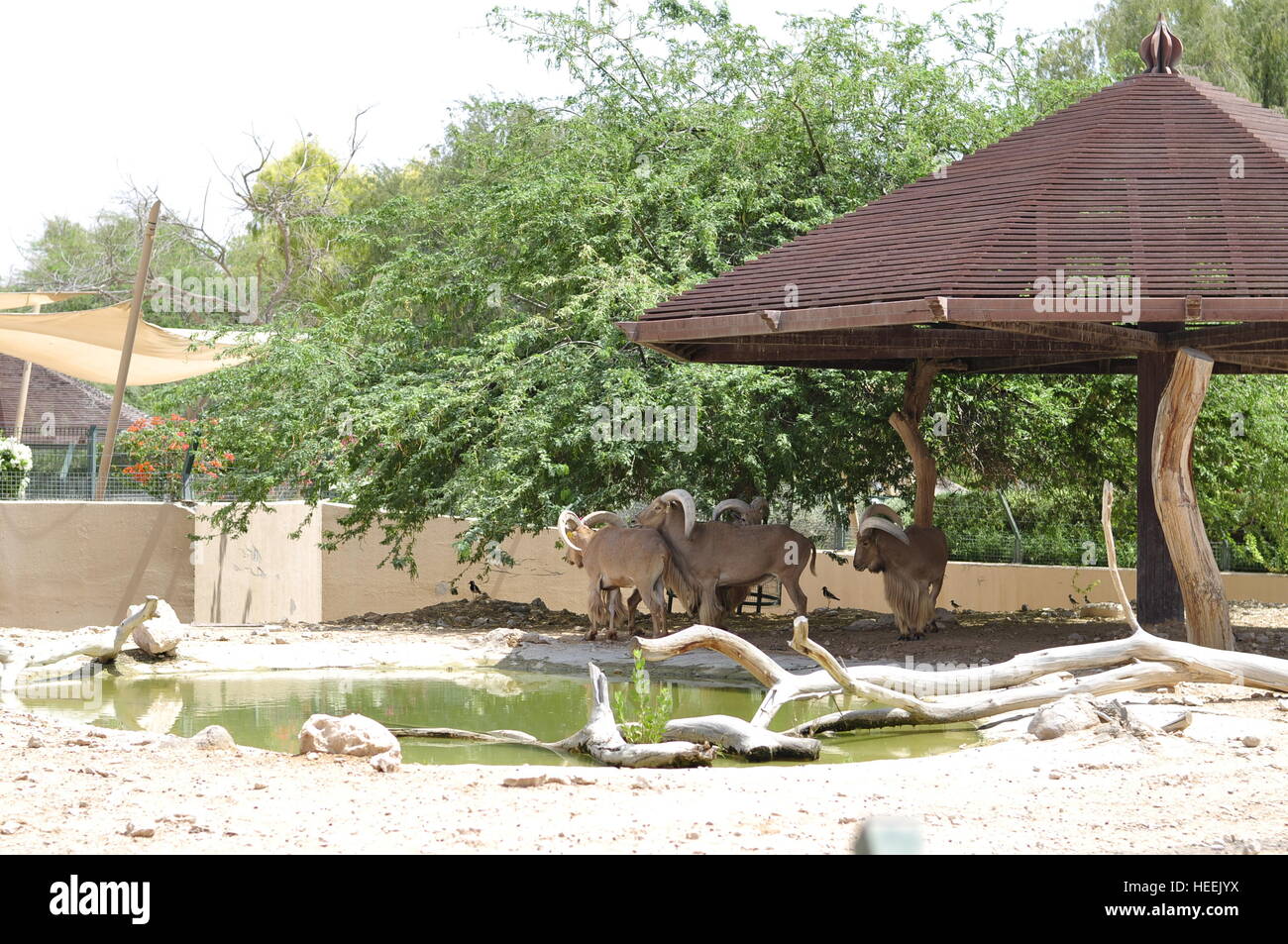 Ain Ain Zoo und Wildtiere Vögel Reptilien Giraffe Schildkröten Schlangen Krokodile Löwe Stockfoto