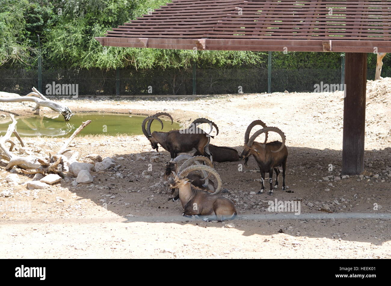 Ain Ain Zoo und Wildtiere Vögel Reptilien Giraffe Schildkröten Schlangen Krokodile Löwe Stockfoto