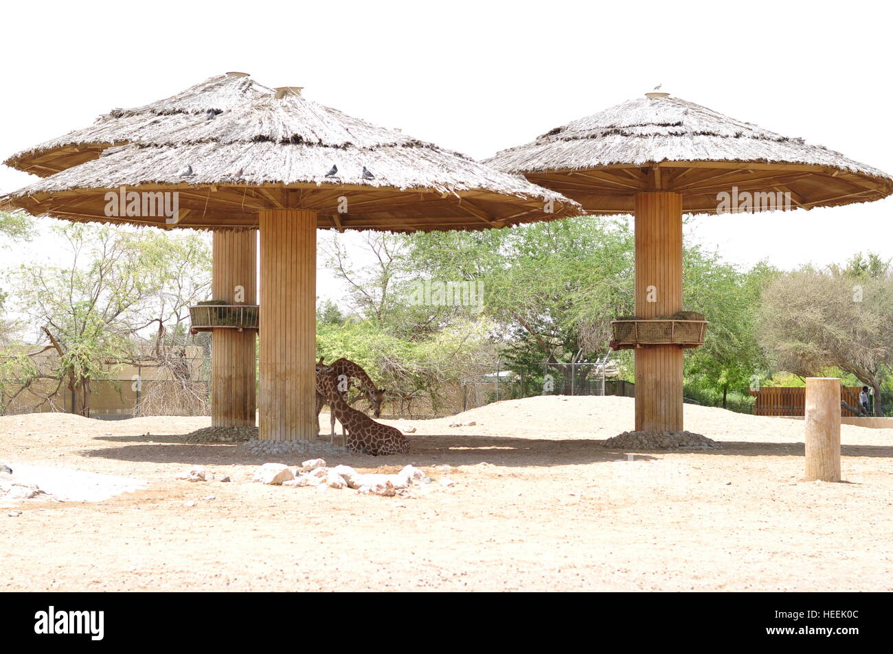 Ain Ain Zoo und Wildtiere Vögel Reptilien Giraffe Schildkröten Schlangen Krokodile Löwe Stockfoto