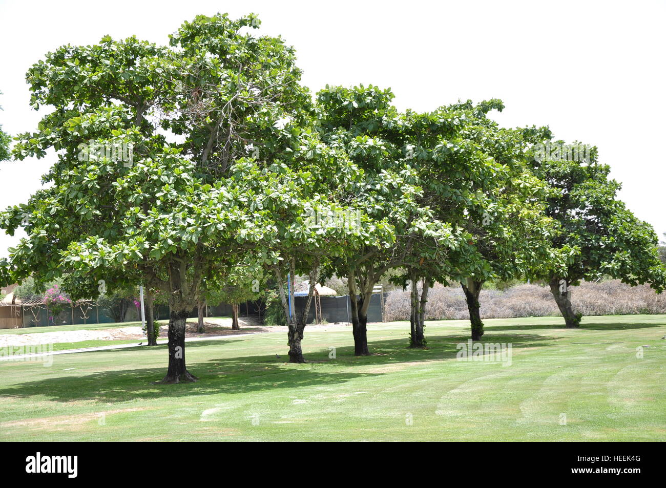 Baum-Zeile grünen Rasen Al Ain Zoo und Wildtiere Stockfoto