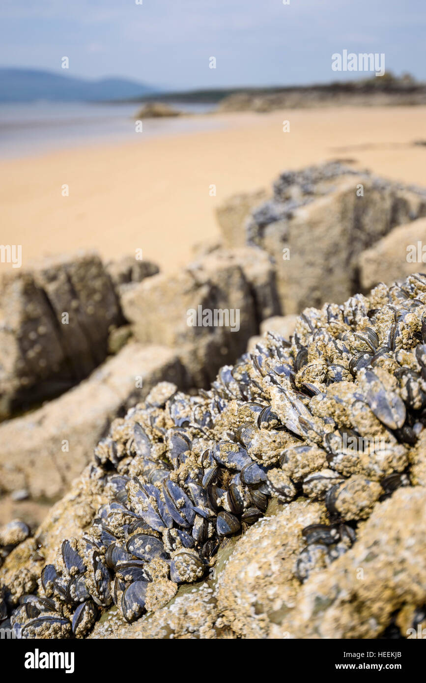 Gemeinsamen Miesmuscheln Mytilus Edulis, Knockbrex, Dumfries & Galloway, Schottland Stockfoto