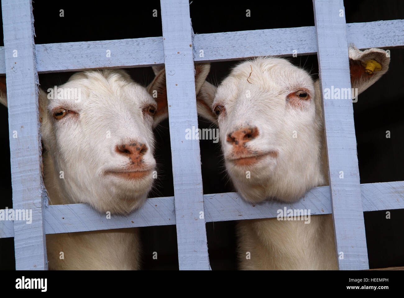 Ein paar Ziegen durch einen blau bemalten Zaun suchen. Stockfoto