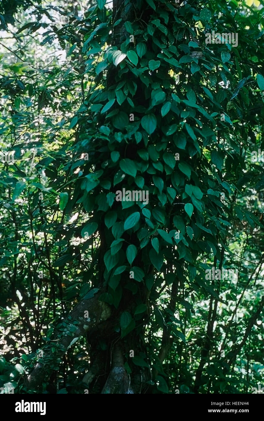 Pfeffer-Rebe-Wälder. Karnataka, Western Ghats, Indien Stockfoto