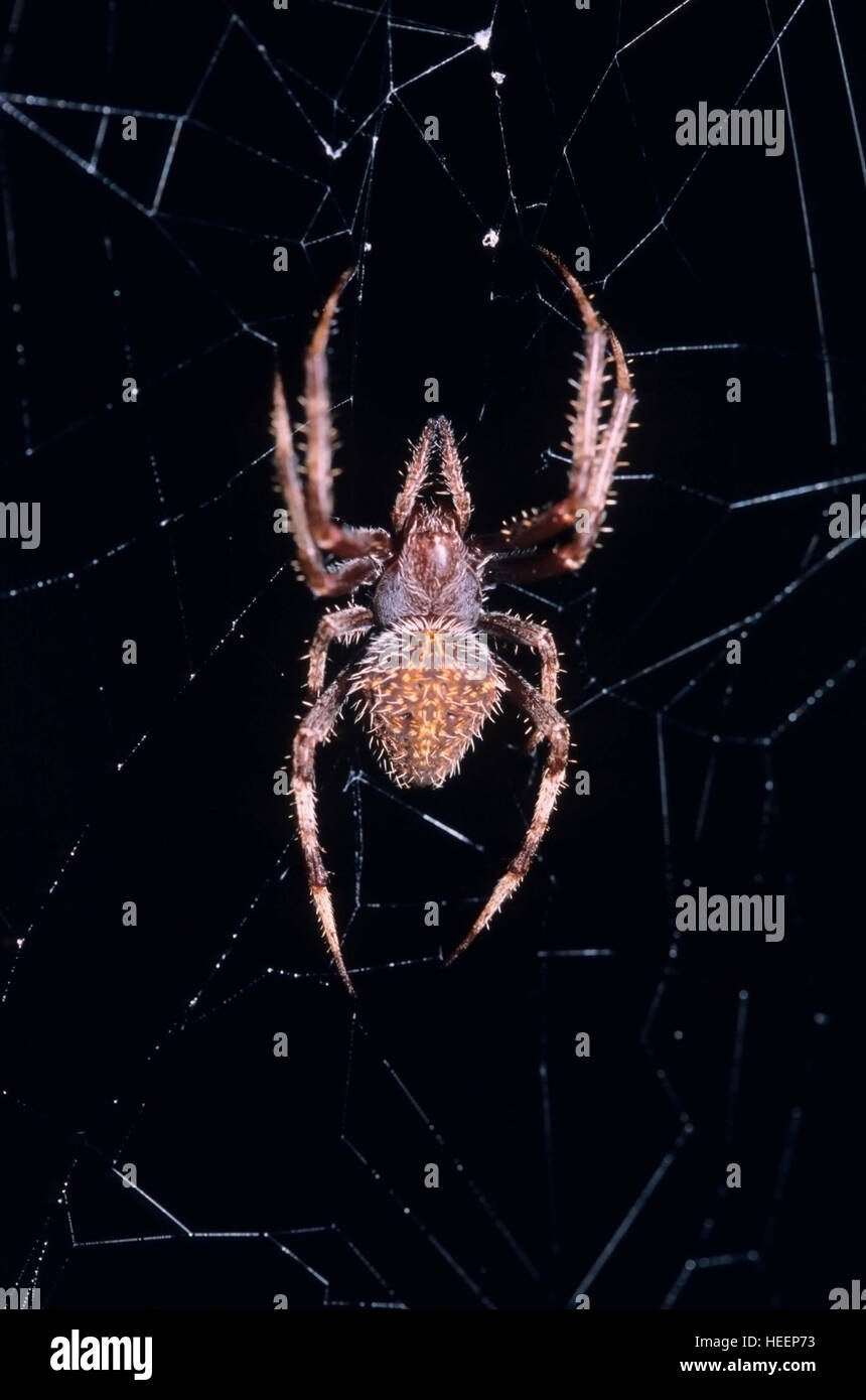 Spider Neoscana SP. Familie Araneidae Stockfotografie Alamy