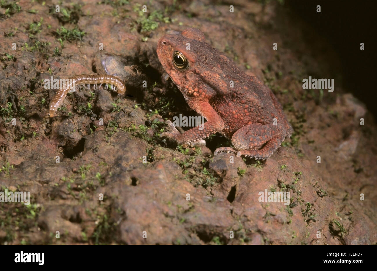 Bufo Koynaensis. Koyna Kröte. Nur selten zur Verfügung. Als ausgestorben seit mehreren Jahren. Amboli, Maharashtra, Indien Stockfoto