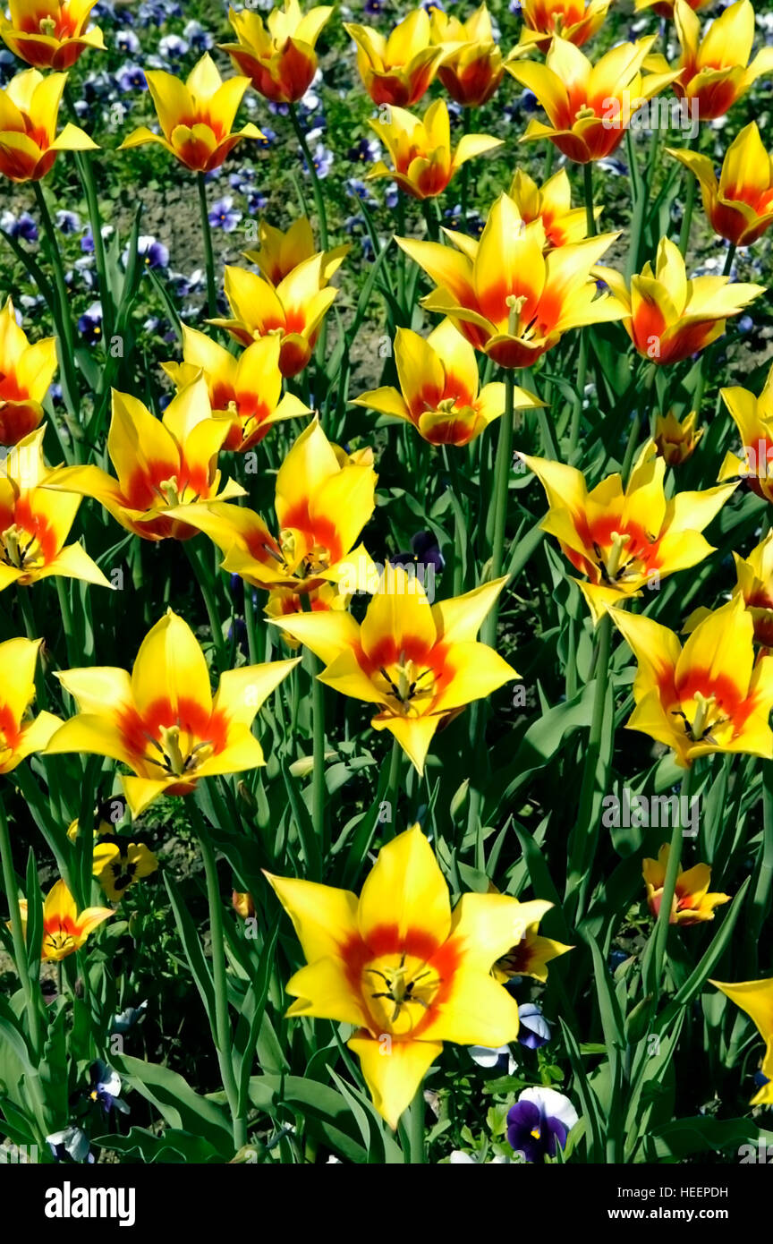 Gelb-rote Tulpen vertikalen Schuss. Stockfoto