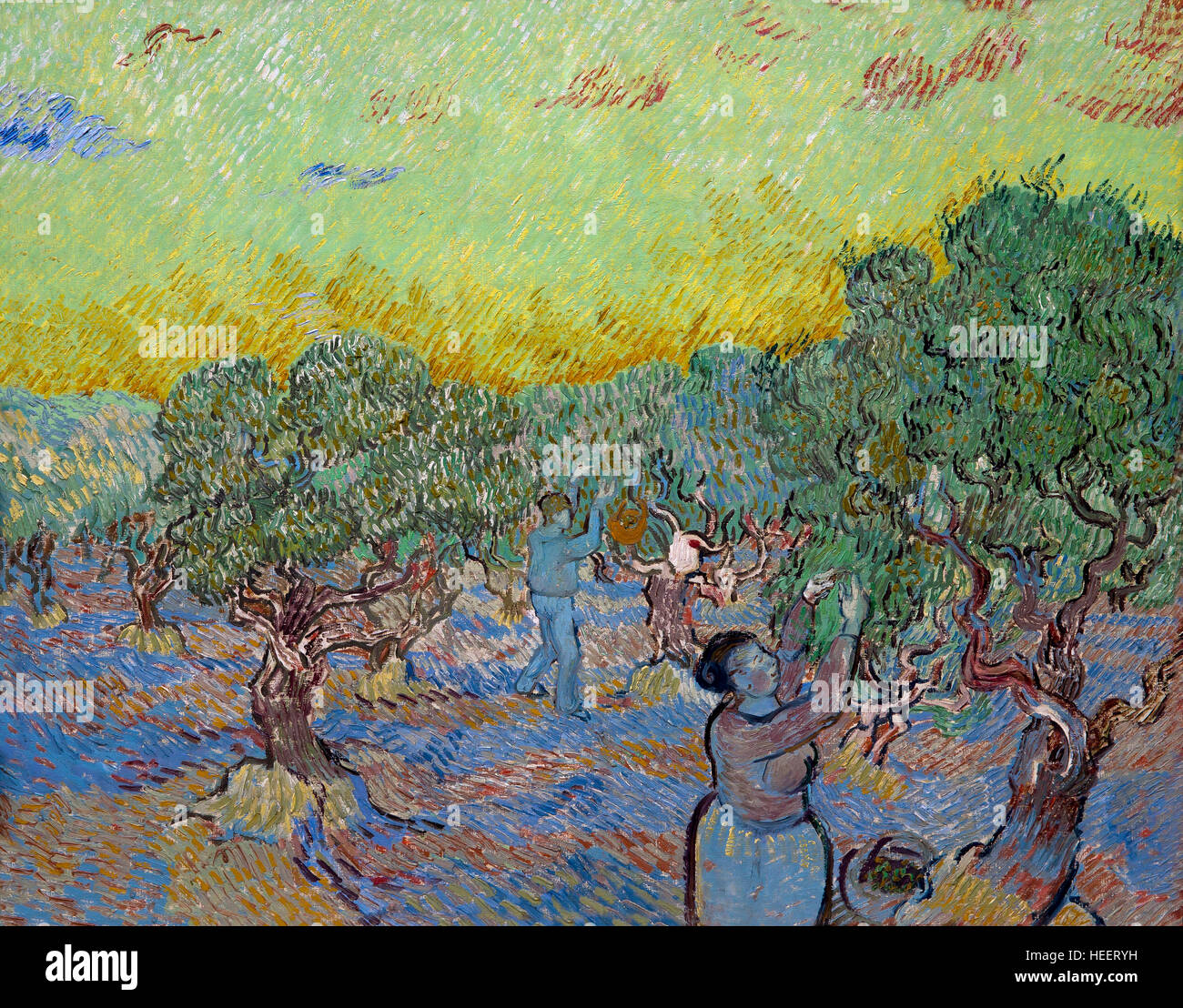 Olive Grove mit zwei Pickers, von