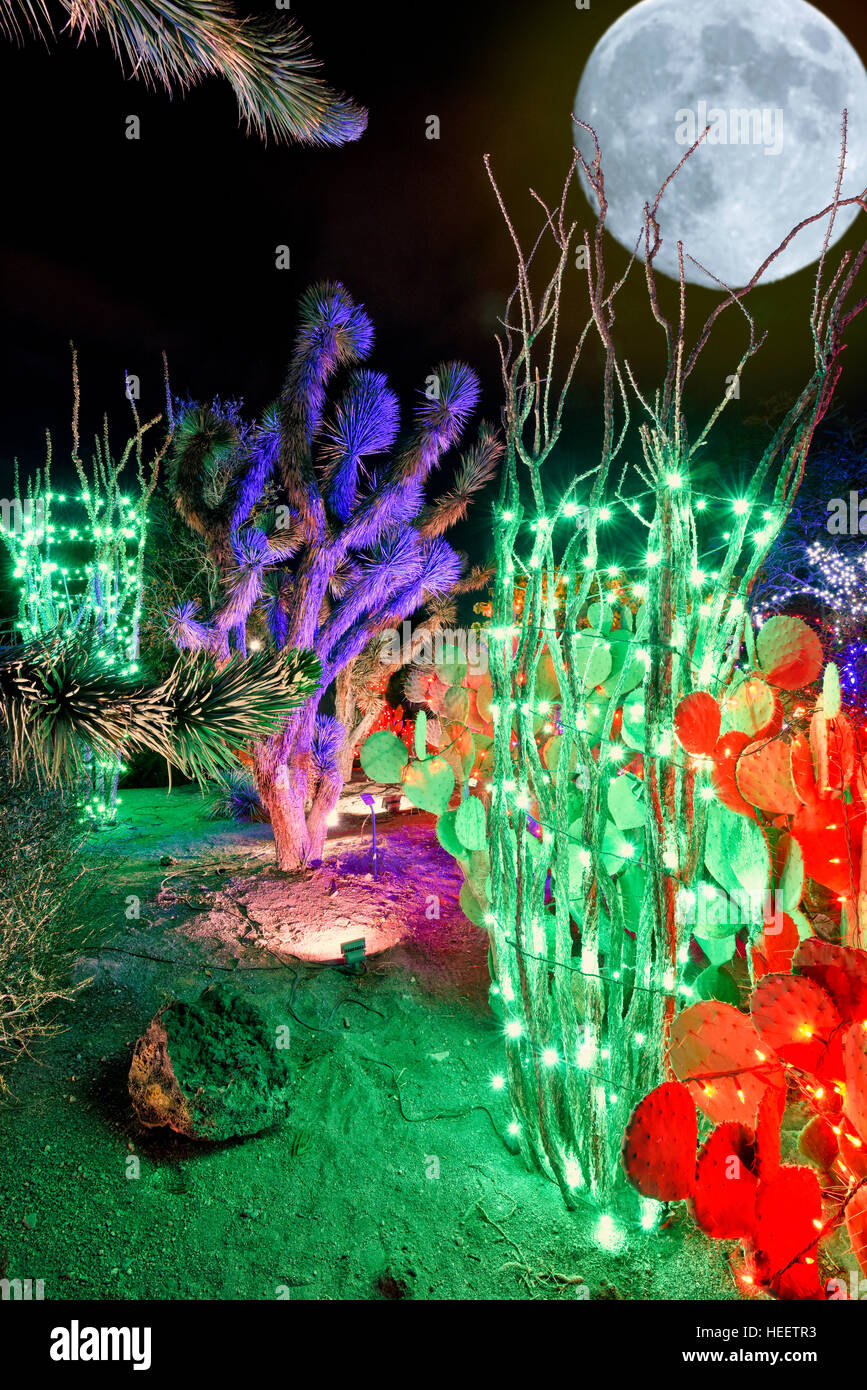 Wüste Kakteen / Kaktus mit Christmas lights und super Mond im Hintergrund Stockfoto