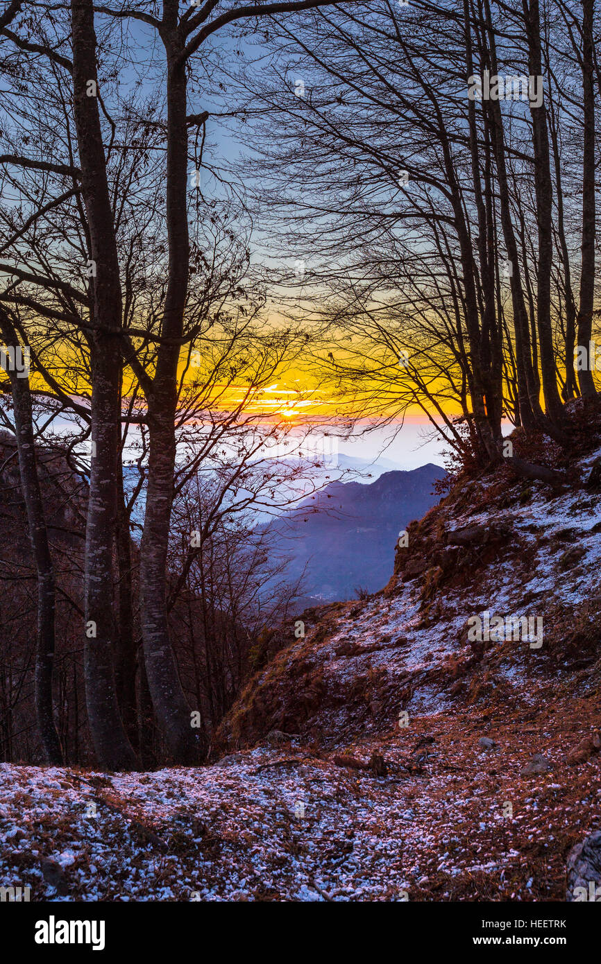 Sonneneinstrahlung bei Sonnenaufgang. Buchenwald (Fagus sylvatica) in der Wintersaison. Piccole dolmiti Mountains, Vicenza Prealps. Italien, Europa. Stockfoto