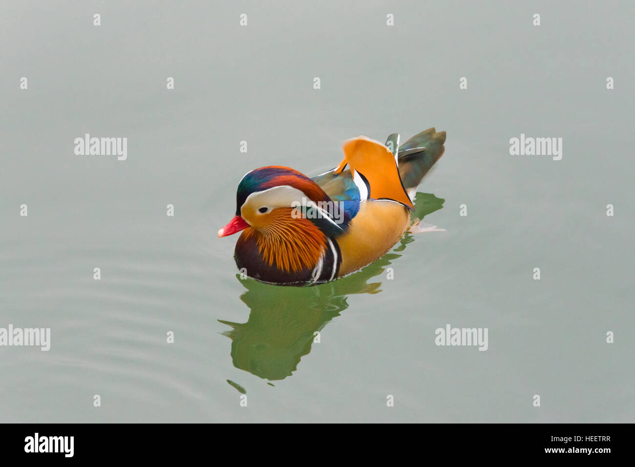 Mandarin-Enten am Qianhai (Qian See), Beijing, China Stockfoto
