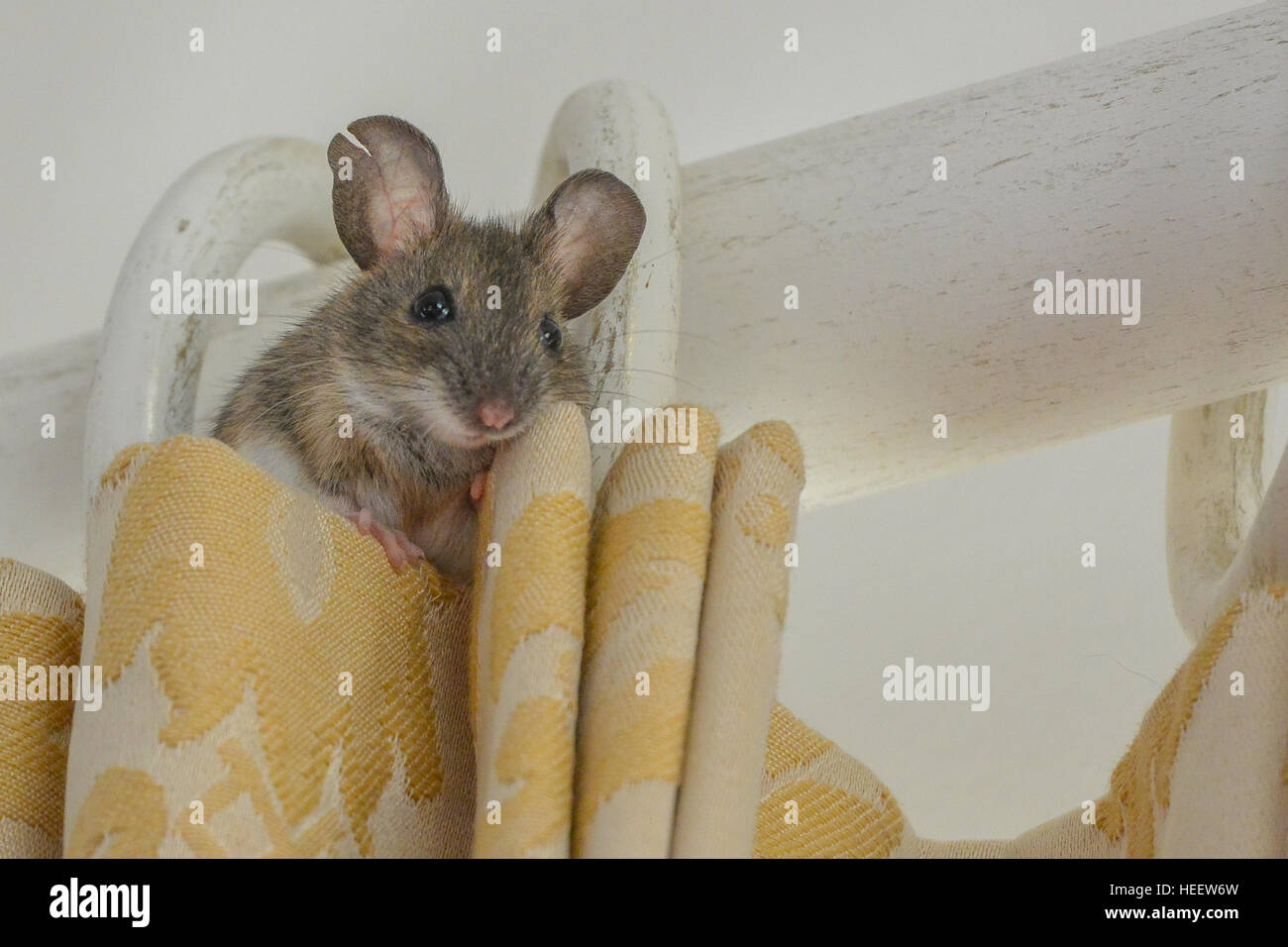 Maus, gejagt von Katze im Haus Stockfoto