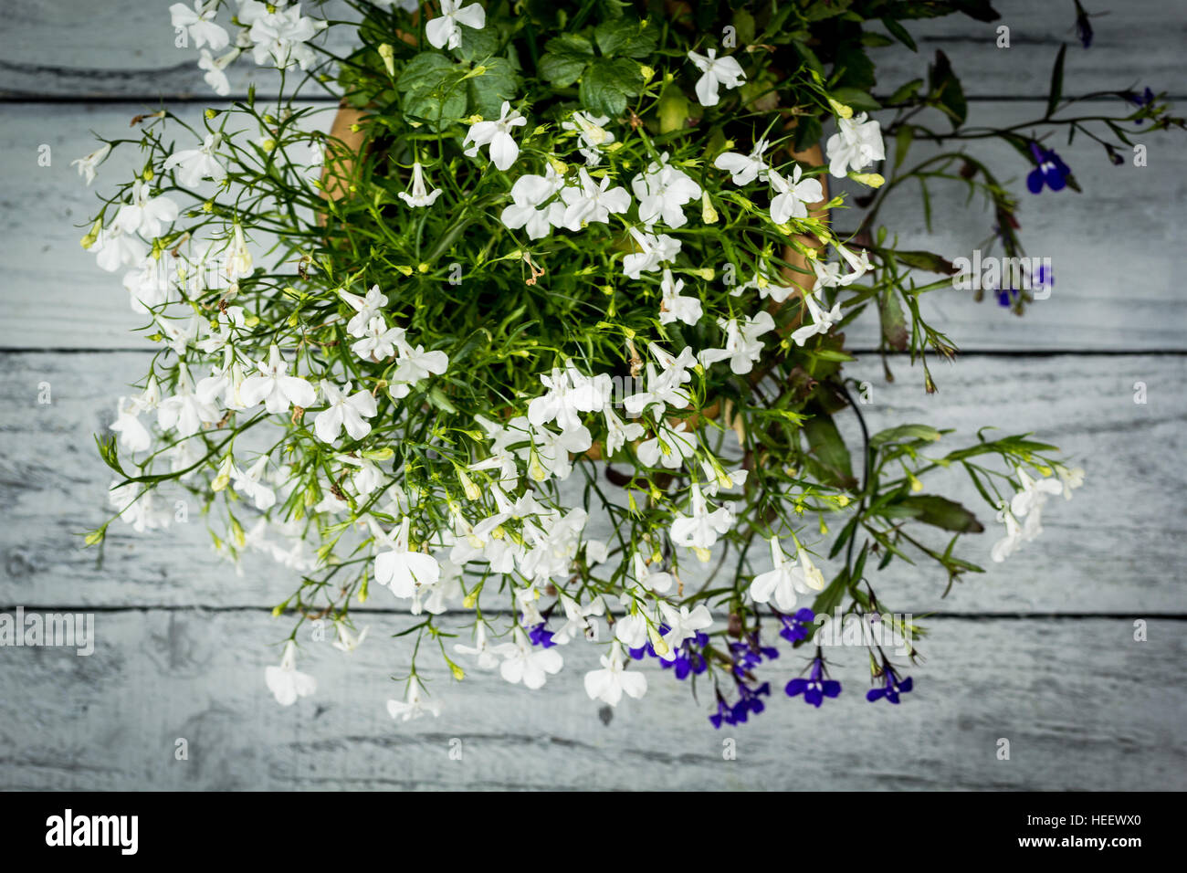Schöne Bloomng Lobelia auf Vintage Holz Hintergrund gemalt, Stockfoto