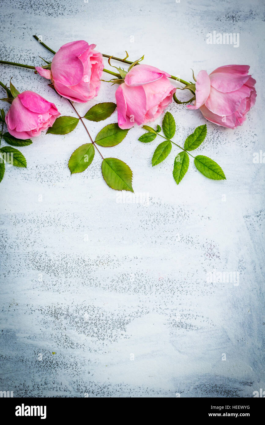 Schöne rosa Rosen auf weißen gemalten Hintergrund, Vintage-Stil Stockfoto