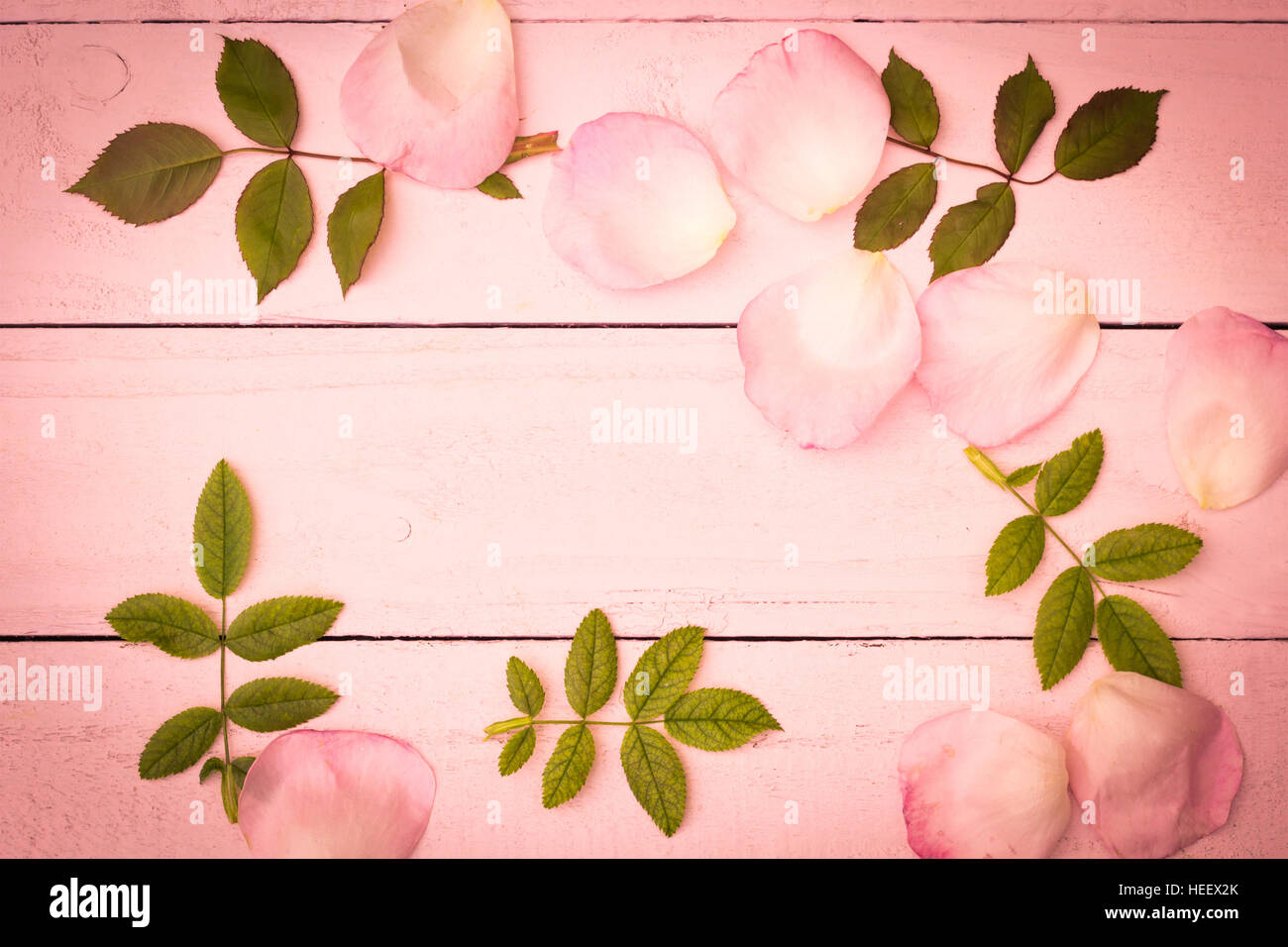 Romantische Rosa Rosen auf rosa Hintergrund aus Holz Stockfoto