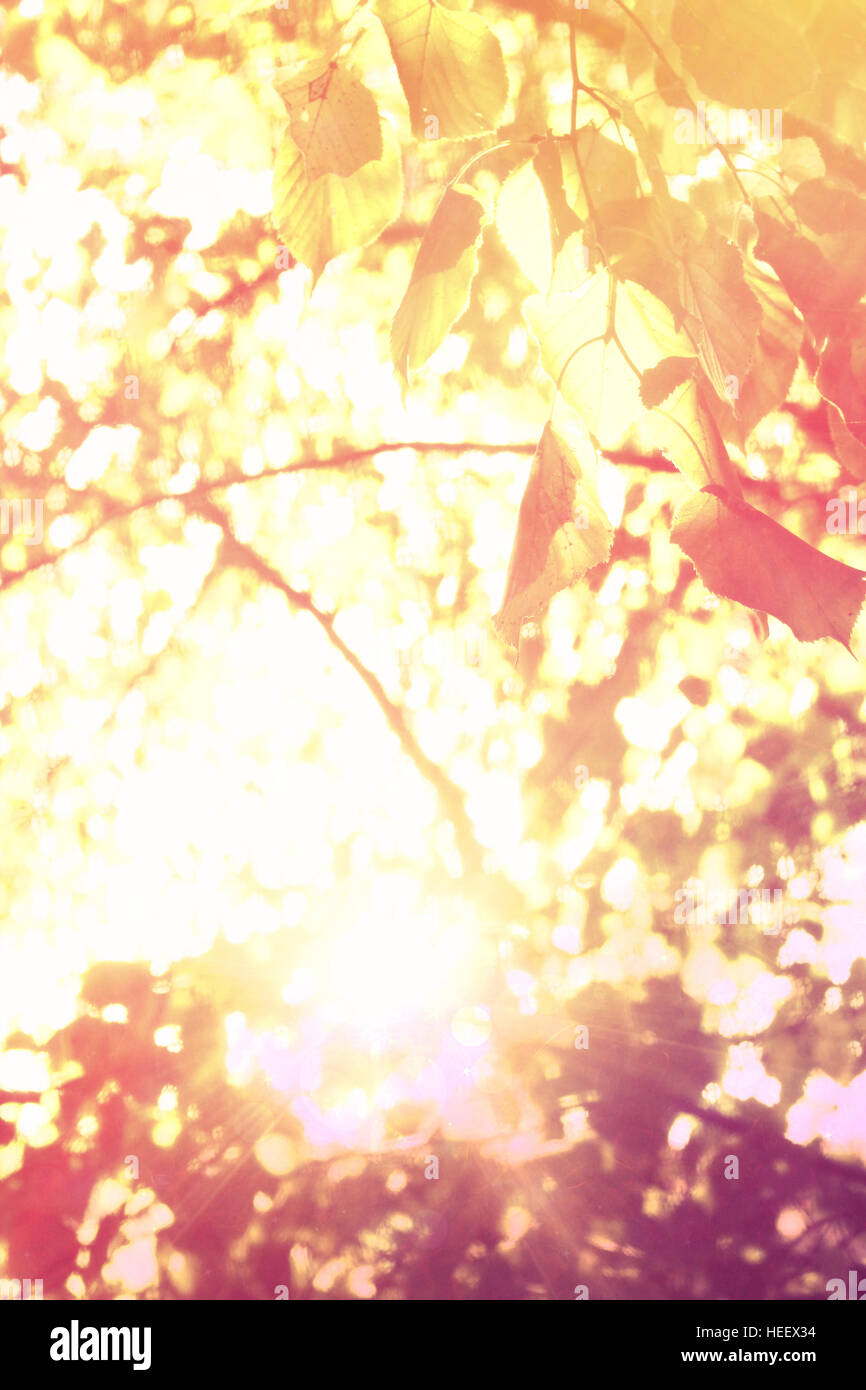 künstlerische natürlichen Hintergrund mit Herbstlaub und verschwommenen Licht Stockfoto