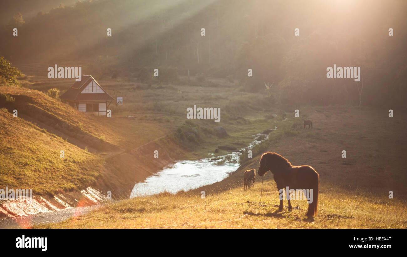 Das Pferd steht auf dem Grashügel mit Sonne Stockfoto