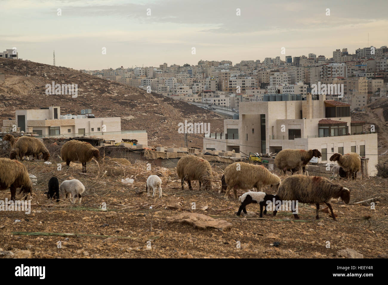 Schafe sind in Amman, Jordanien getrieben. Stockfoto