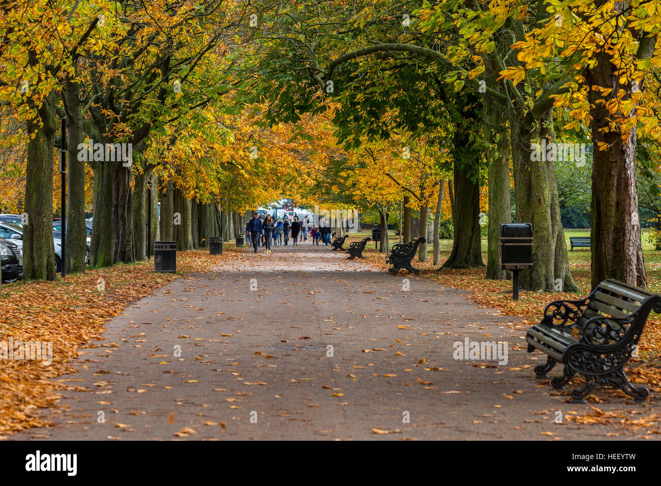 Herbstfarbe im Greenwich Park, London, England Stockfoto