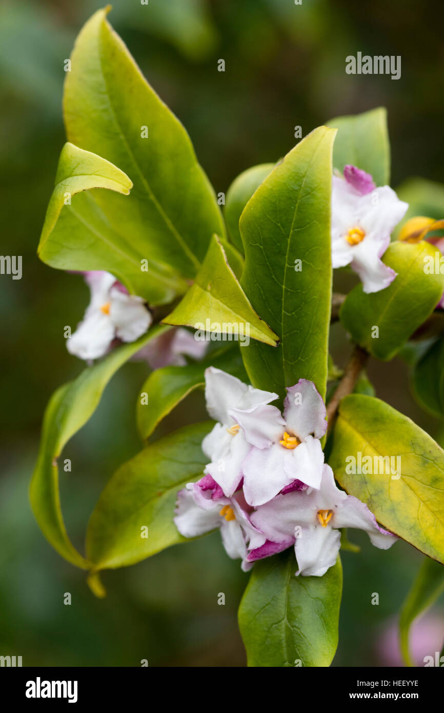 Stark duftende Blüten von Evergreen Himalaya Strauch, Daphne bholua Stockfoto