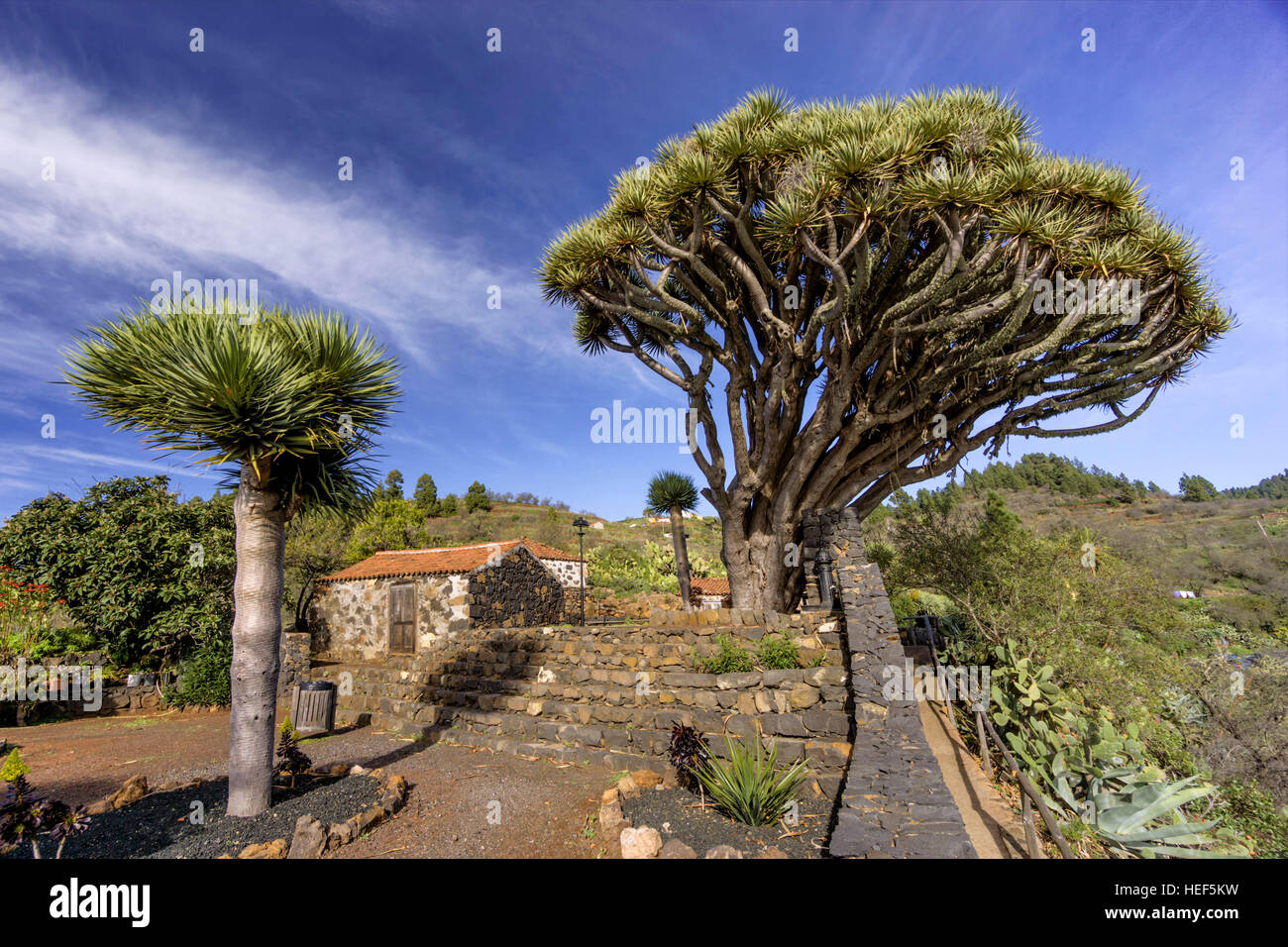 Drachenbaum, Ddracaena Draco, La Palma, Kanarische Inseln, Spanien Stockfoto