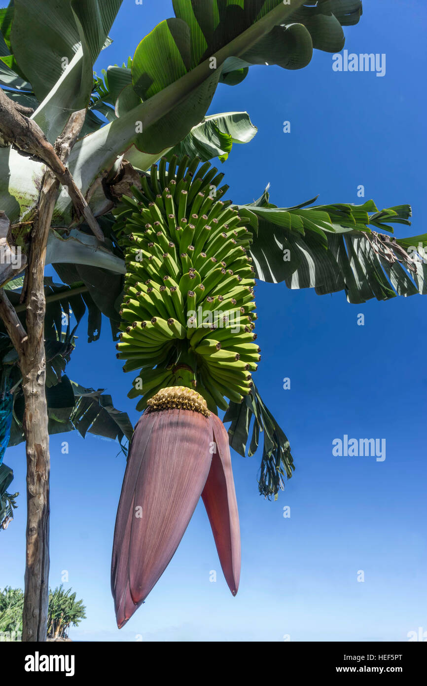 Bananenplantage auf La Palma, Kanarische Inseln, Spanien Stockfoto