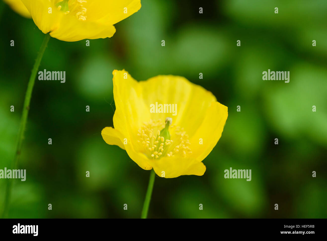 Welsh Poppy, Meconopsis Cambrica, Wildblumen, Dumfries & Galloway, Schottland Stockfoto