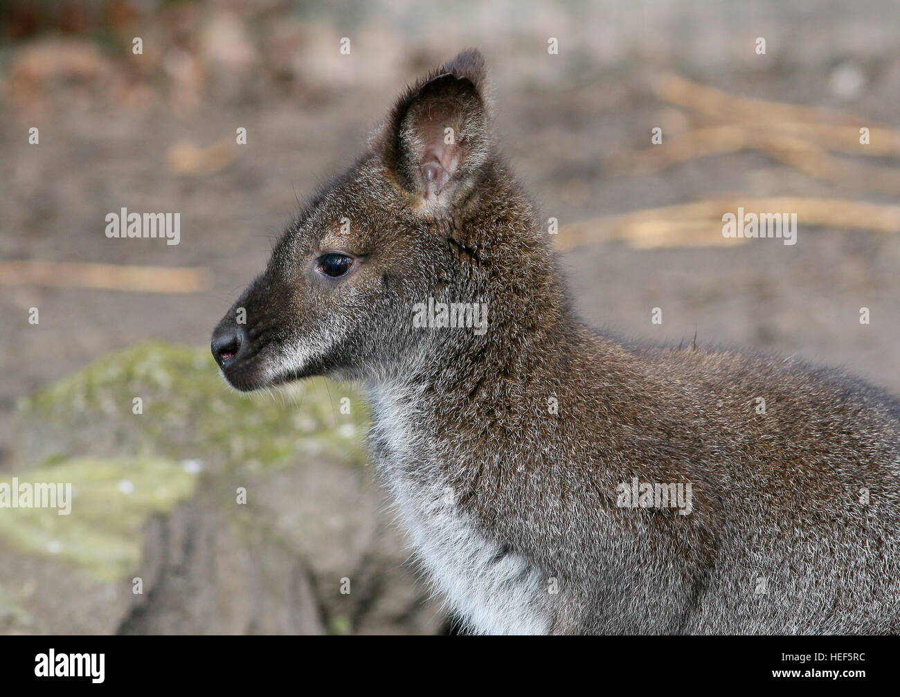 Australische Ost / Tasmanian Red necked Wallaby oder Bennett Wallaby (Macropus Rufogriseus) Stockfoto