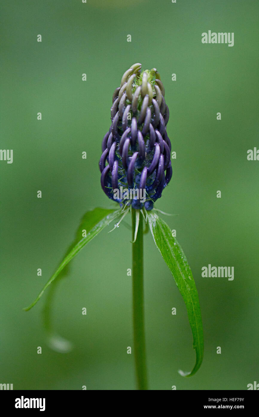 Blütenknospe der gezackten Rapunzeln, phyteuma Spicatum. Stockfoto