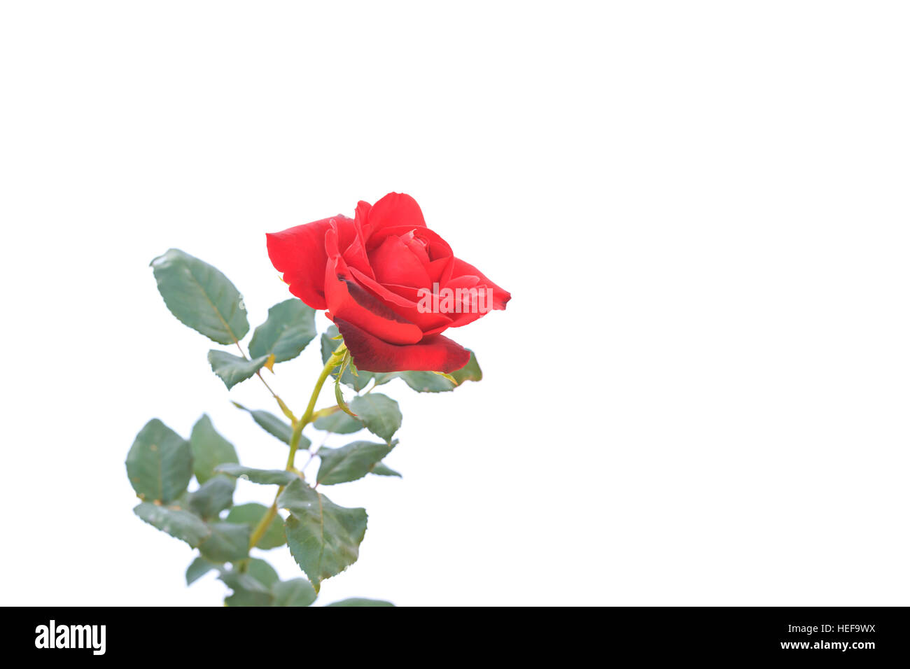 Rote rose Blume auf Zweig und Blatt isoliert auf weißem Hintergrund Stockfoto