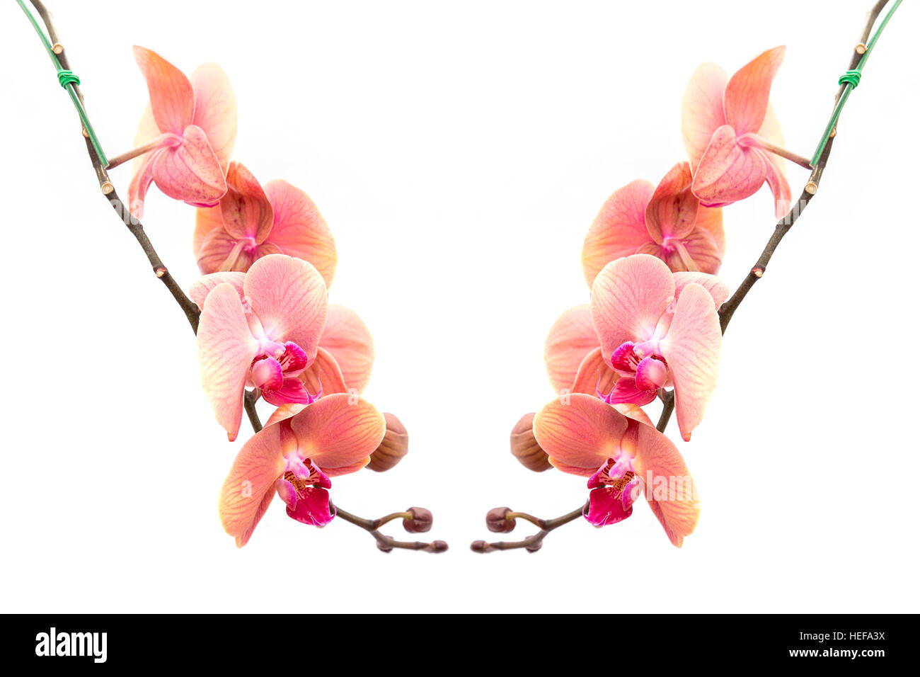 Nahaufnahme rosa Orchidee isoliert auf weißem Hintergrund Stockfoto