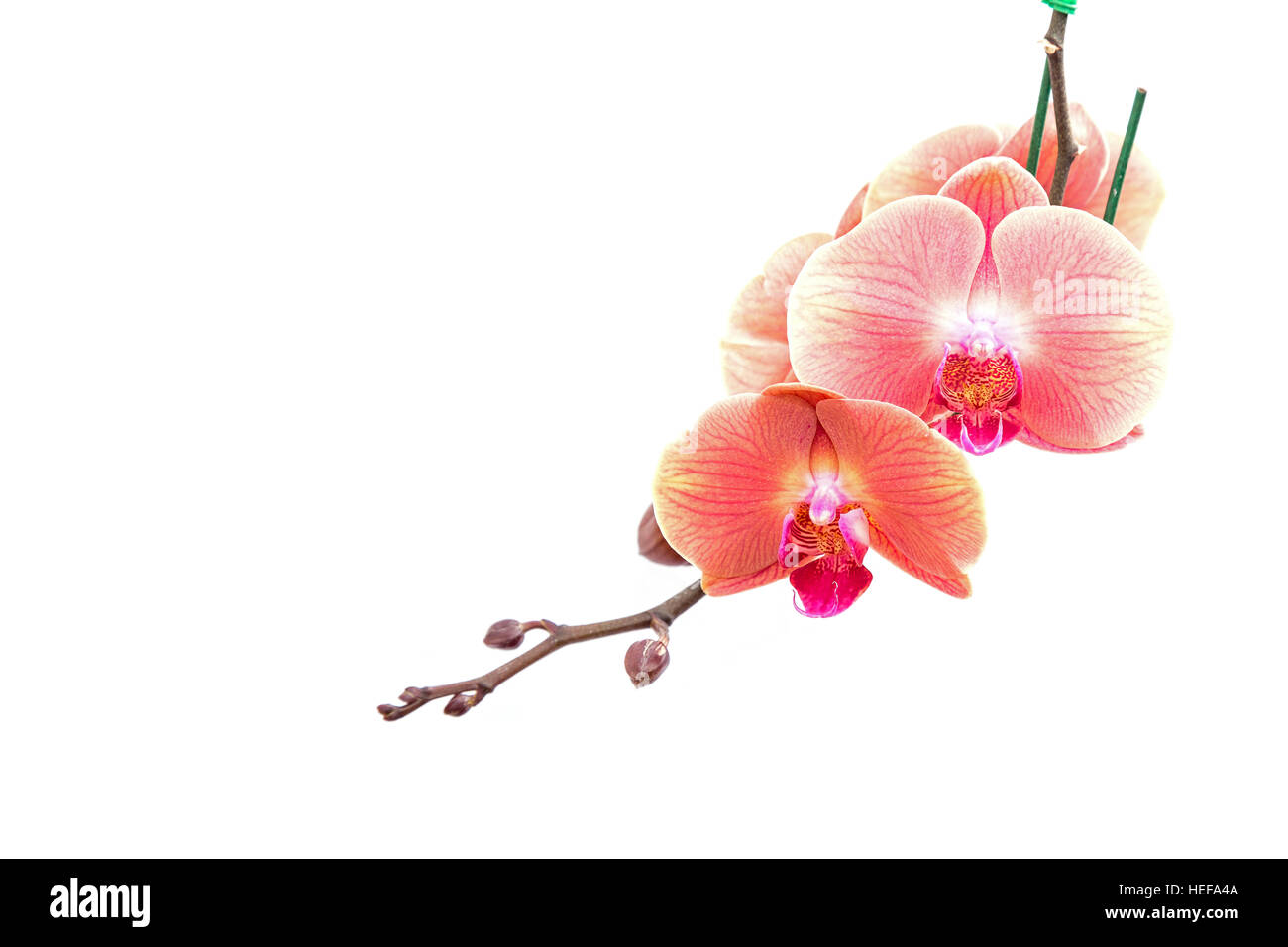 Nahaufnahme rosa Orchidee isoliert auf weißem Hintergrund Stockfoto