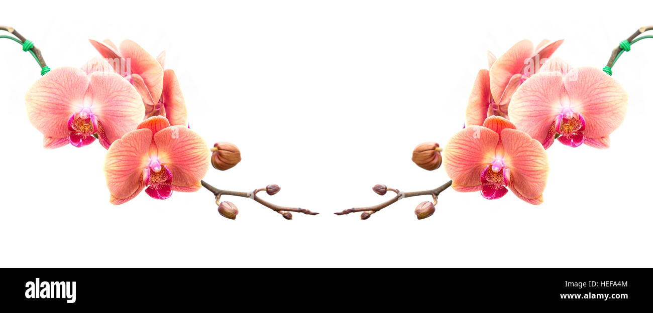 Nahaufnahme rosa Orchidee isoliert auf weißem Hintergrund Stockfoto