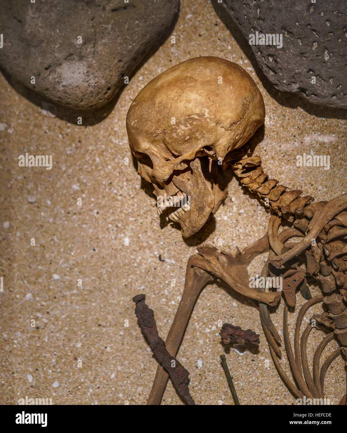 Skelett auf dem Display, National Museum (Thjodminjasafnid), Reykjavik, Island Stockfoto