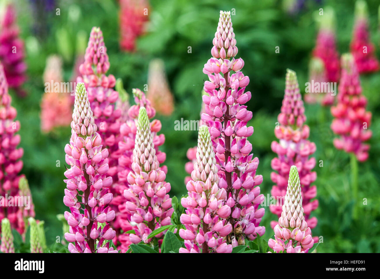 Garten Lupinen Lupinus polyphyllus Lupinen Lupinen Stockfoto