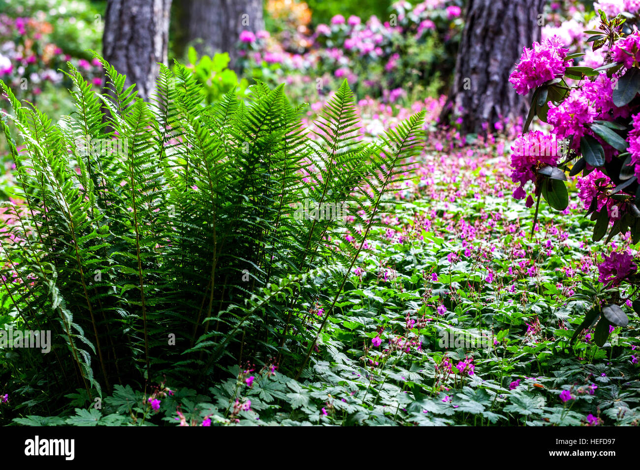 Farne wachsen und unter den Kiefern und blühenden Rhododendron, Geranie als Bodendeckenblühpflanze im Gartenwald Stockfoto