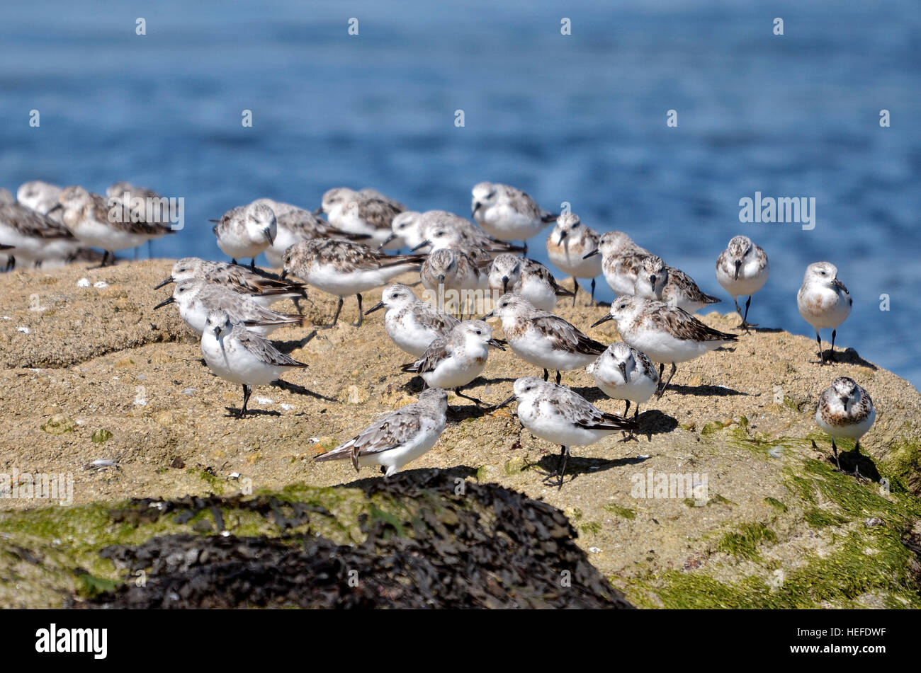 Gruppe von kleinen Stationen (Calidris Minuta) oder (Erolia Minuta) an der Küste von Quiberon in der Bretagne in Frankreich Stockfoto