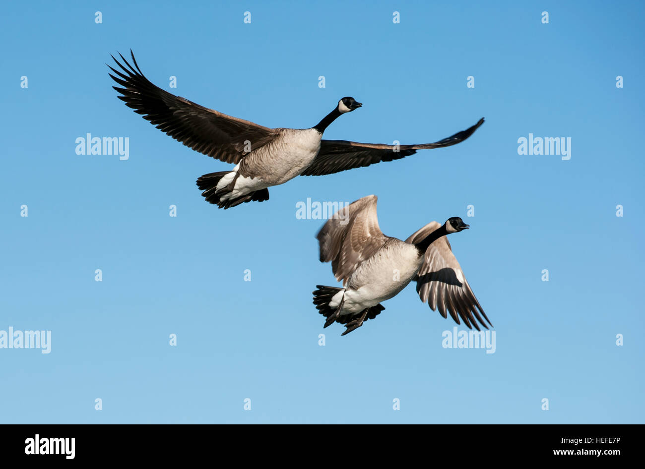 Kanadagänse fliegen über den Snake River in Idaho Stockfoto