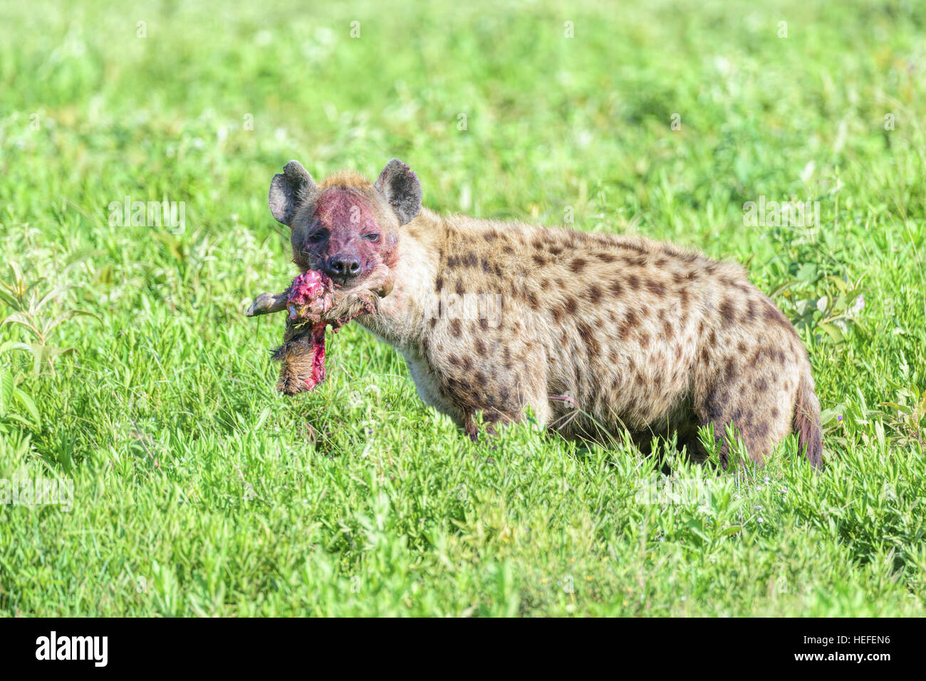 Die blutigen Gesicht von einer wilden gefleckte Hyänen (Crocuta Crocuta) mit das Glied der Gnus im Maul. Stockfoto